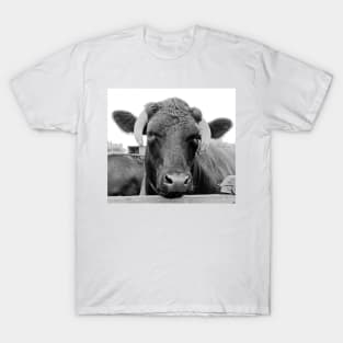 Feeling a tad bullish T-Shirt